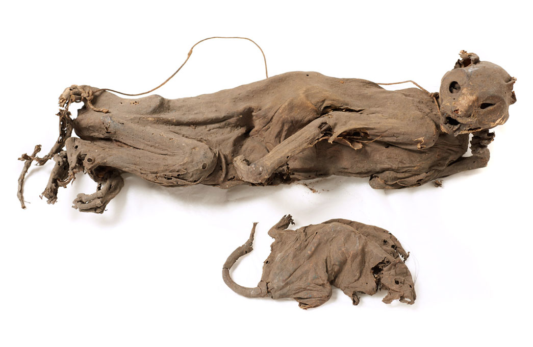 Mummified cat and rat found at the London Docks in 1890.