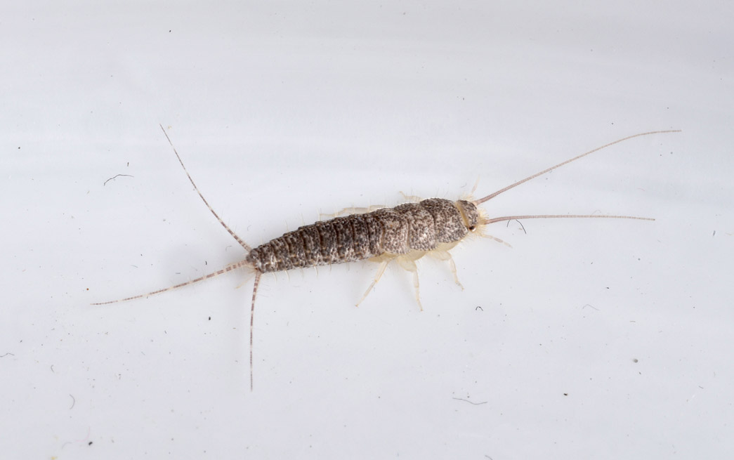 Picture of a grey silverfish.