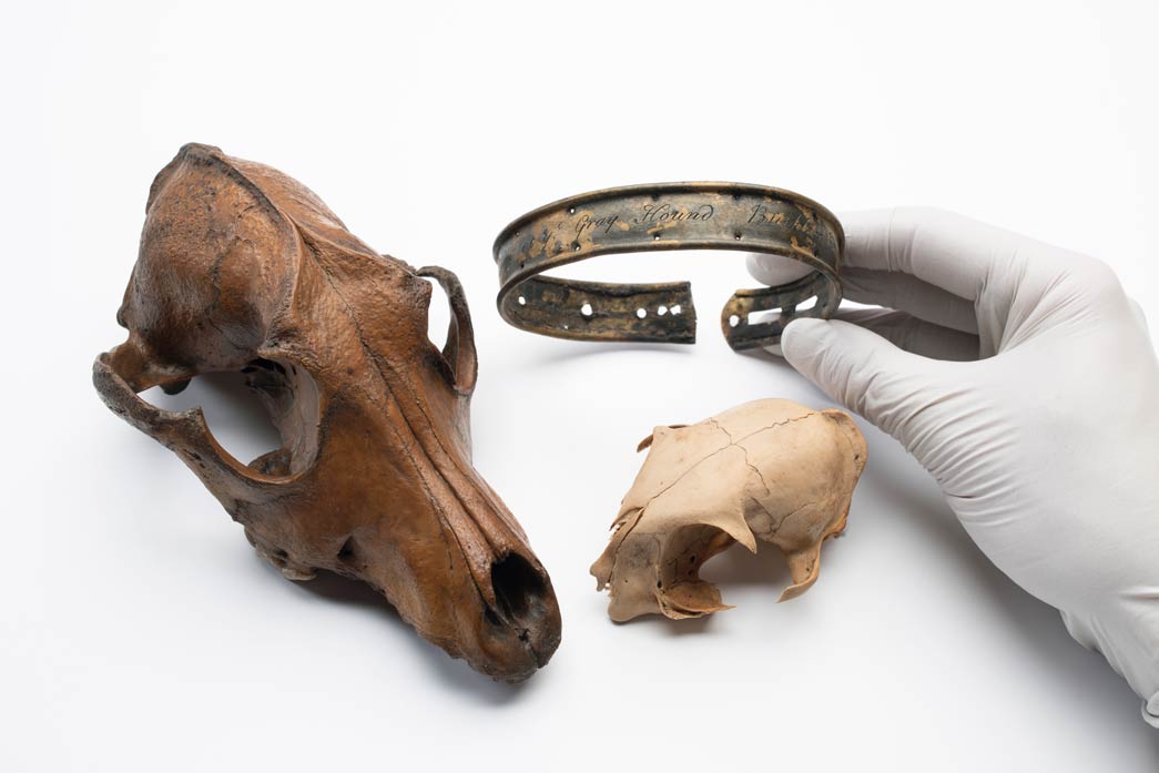 A dog collar and dog skulls recovered from one of London's lost rivers, on display in the exhibition.