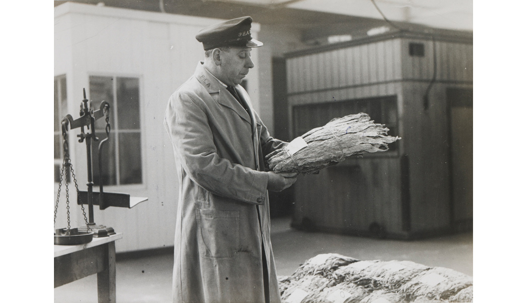 Inspecting tobacco at the London Docks.