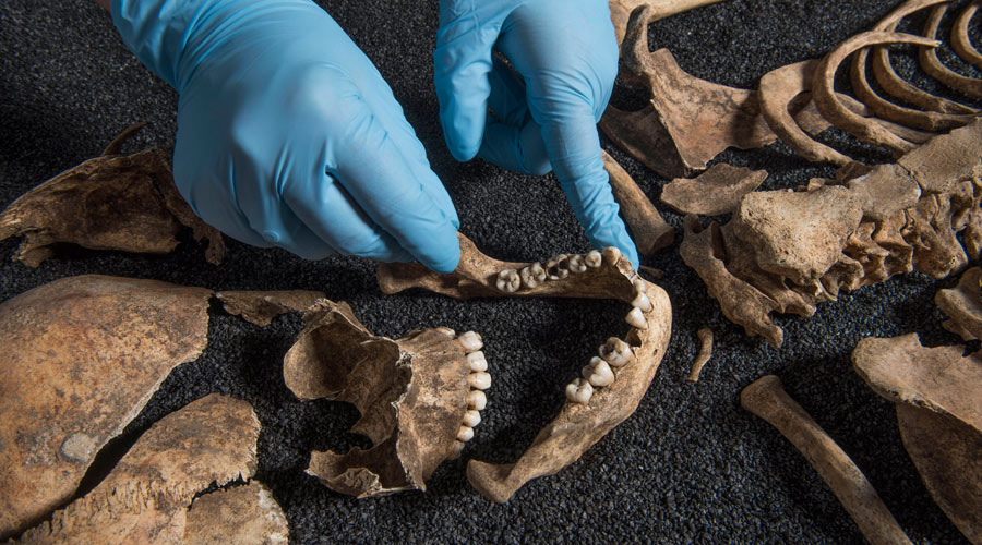Image of a skull being installed in the Centre for Human Bioarchaeology.