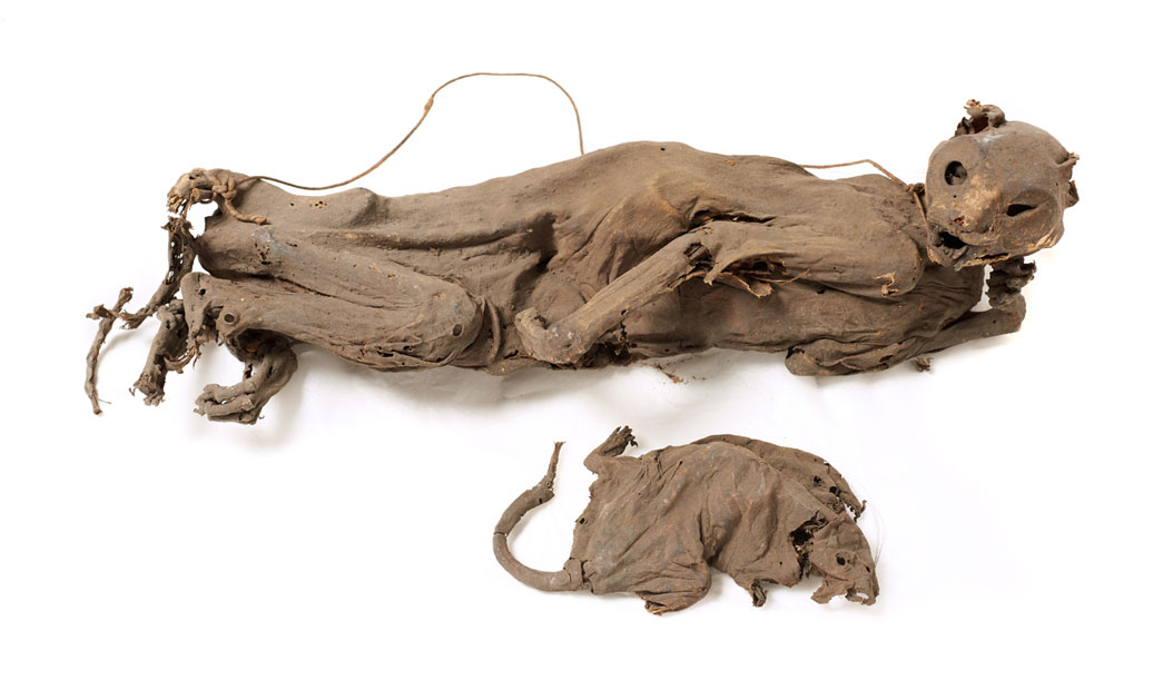 A cat and rat found entombed in a London sugar warehouse.