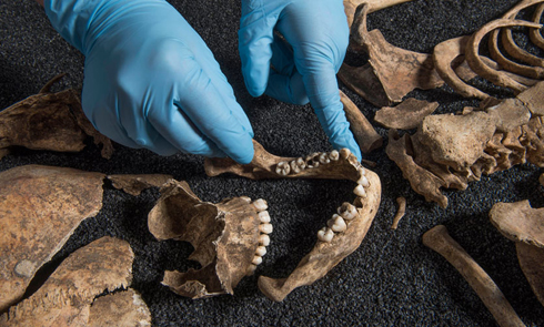 An archaeologist at the Museum of London places bones in a display case.