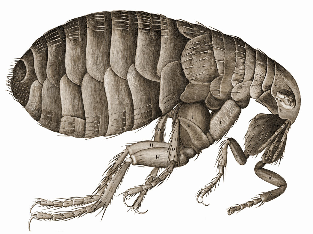 Schem. XXXIV - Of a Flea. An illustration of a flea. Drawn by Robert Hooke in 1665.