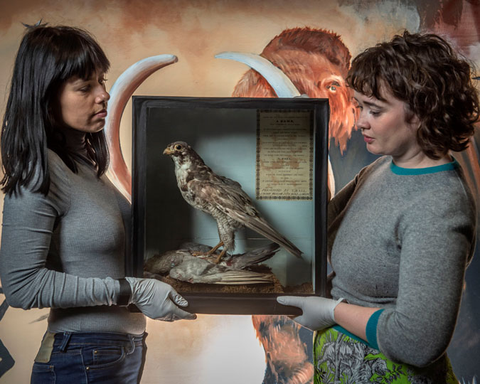 Display case holding the taxidermied Peregrine falcon of St Paul's, held by two Museum staff