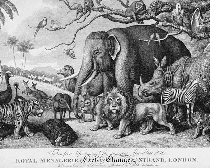 An engraving depicting animals from the Royal Menagerie at Exeter Change in the Strand. Included are an elephant, a rhinoceros, a zebra, leopards, lions, tigers, monkeys, kangaroos, a sloth, an emu, and a camel.
