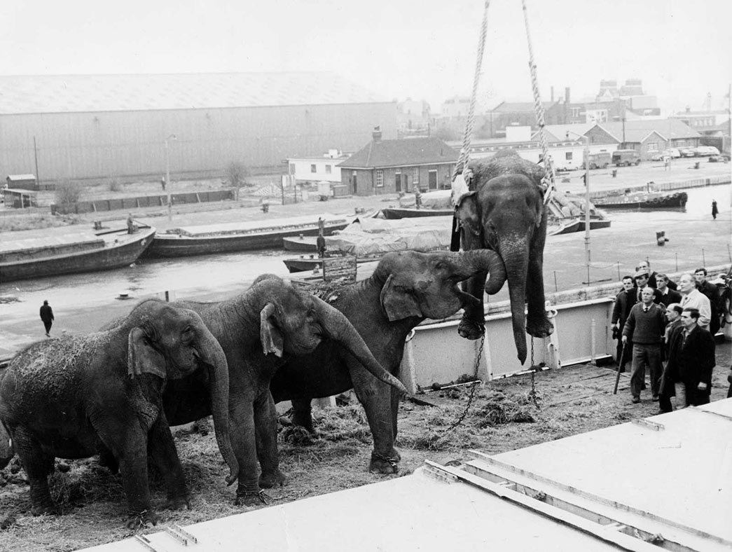 Elephants being unloaded from a tour of South Africa at Docklands, PLA Archive.