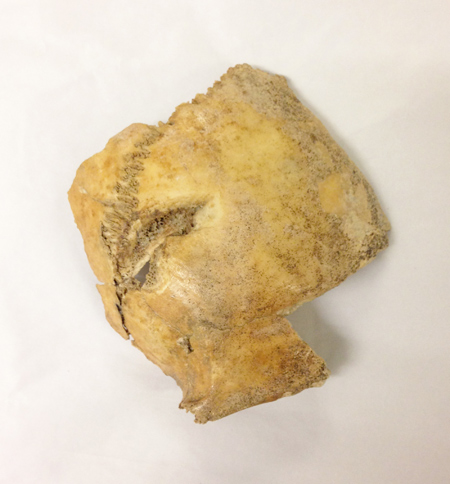 A fragment of skull showing signs of cranial trauma, excavated from the General Post Office site.