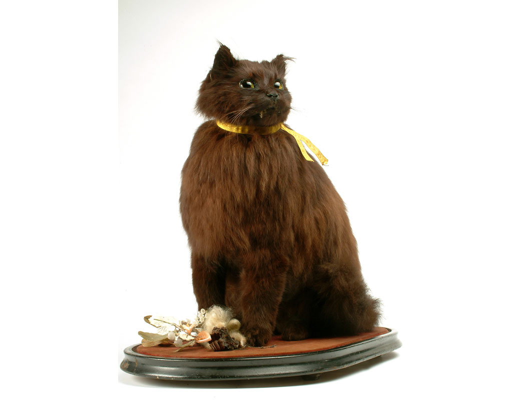 Black cat named Oliver. The cat is preserved in a seated position, with a yellow ribbon around its neck and glass eyes. It is contained under a glass dome with an oval wooden base. Also in the dome is a small silver slipper and the remains of a floral bouquet, now badly decomposed