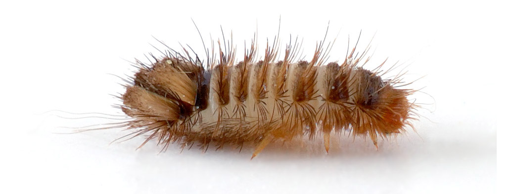 Woolly bear carpet beetle larva