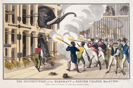 rom the 1770s, Exeter Change in the Strand was occupied by a succession of showmen who dealt in 'foreign birds and beasts'. Edward Cross's exhibit of Chunee the elephant was a star attraction for many years. At times Chunee famously became irritable, probably due to frustration at being confined to such a small cage. 