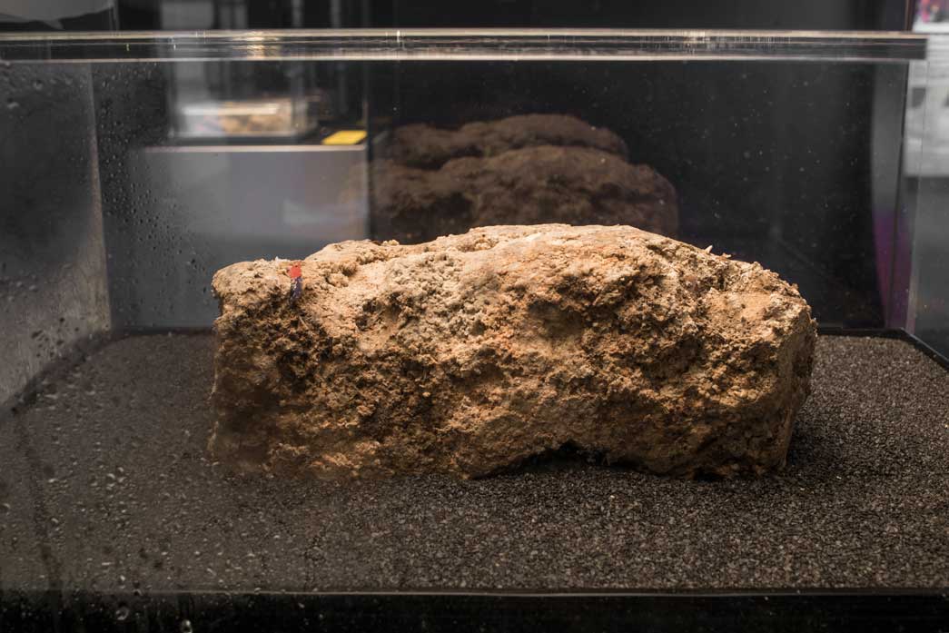 Samples of fatberg in the Museum of London's Fatberg! exhibition.