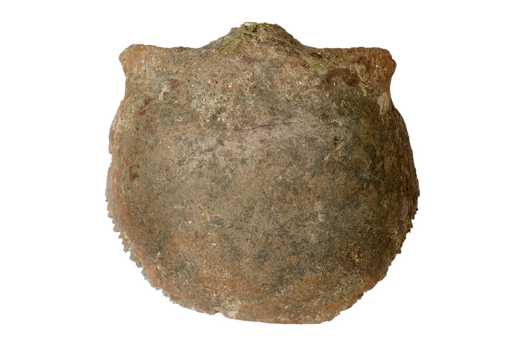 Frontal section of a Neolithic skull found in the River Thames.