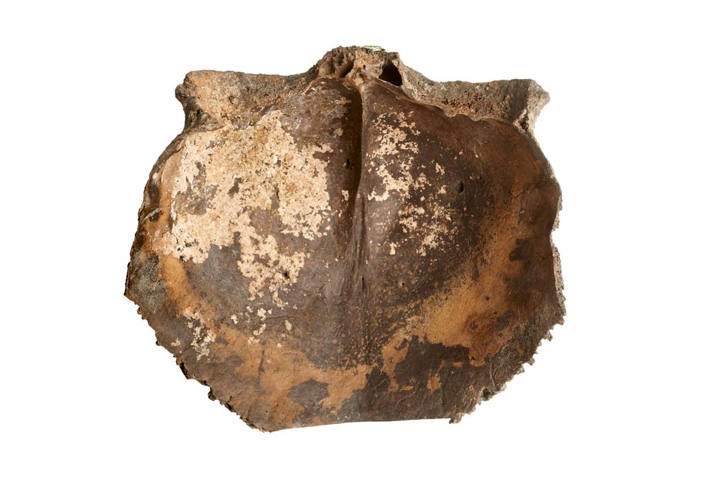Frontal section of a Neolithic skull found in the River Thames.