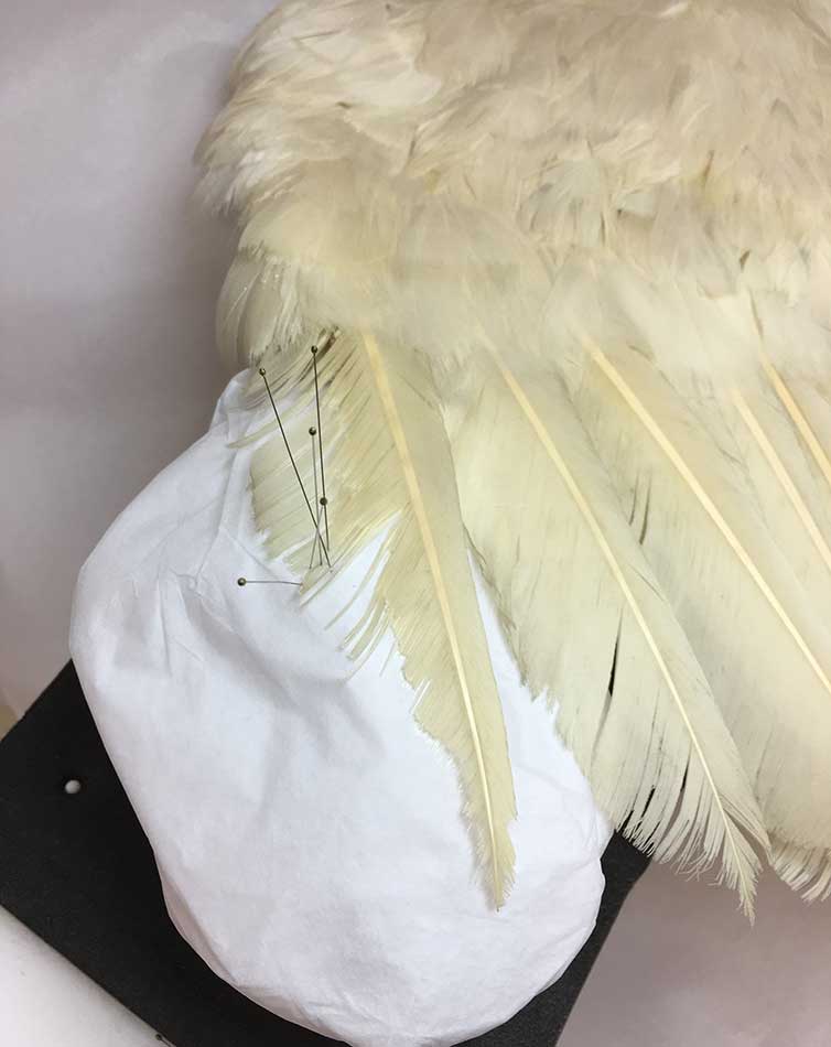 Large ‘wing’ feathers being humidified with dampened muslin.
