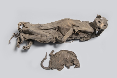 Mummified cat and rat
On display at the Docklands museum, Port of London Authority Archive (ID no.: PLA/LSKDC/6/1)
