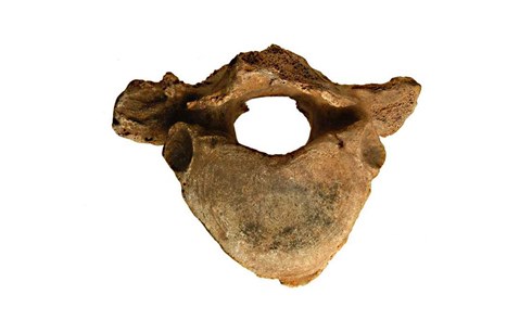 Vertebra of a hippopotamus, Lower Palaeolithic period; 130000BC-110000BC