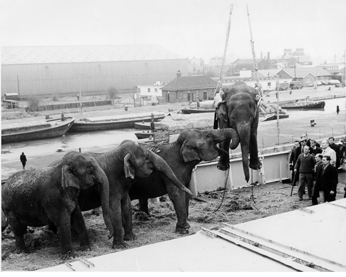 Four circus elephants are unloaded after a tour of South Africa at Docklands.