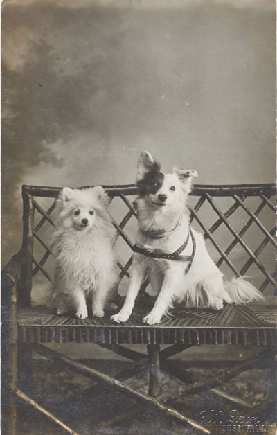 Postcard with studio photograph of two dogs seated on a bench. Handwritten on the back of the card is 'Wee Willie Winkie Simple Simon Always Together Simple Simon Wee Willie Winkie Beloved of all M.L.' and on the other half is 'Mascots of the W.S.P.U. BAND. They worked for PRISONERS... took messages... gave signals to W.S.P.U. prisoners in Holloway Prison, to Emily Davison when all other means failed. They cost M.L. 1 mth in Holloway for refusal to pay Dog Tax. They did what they could.’
