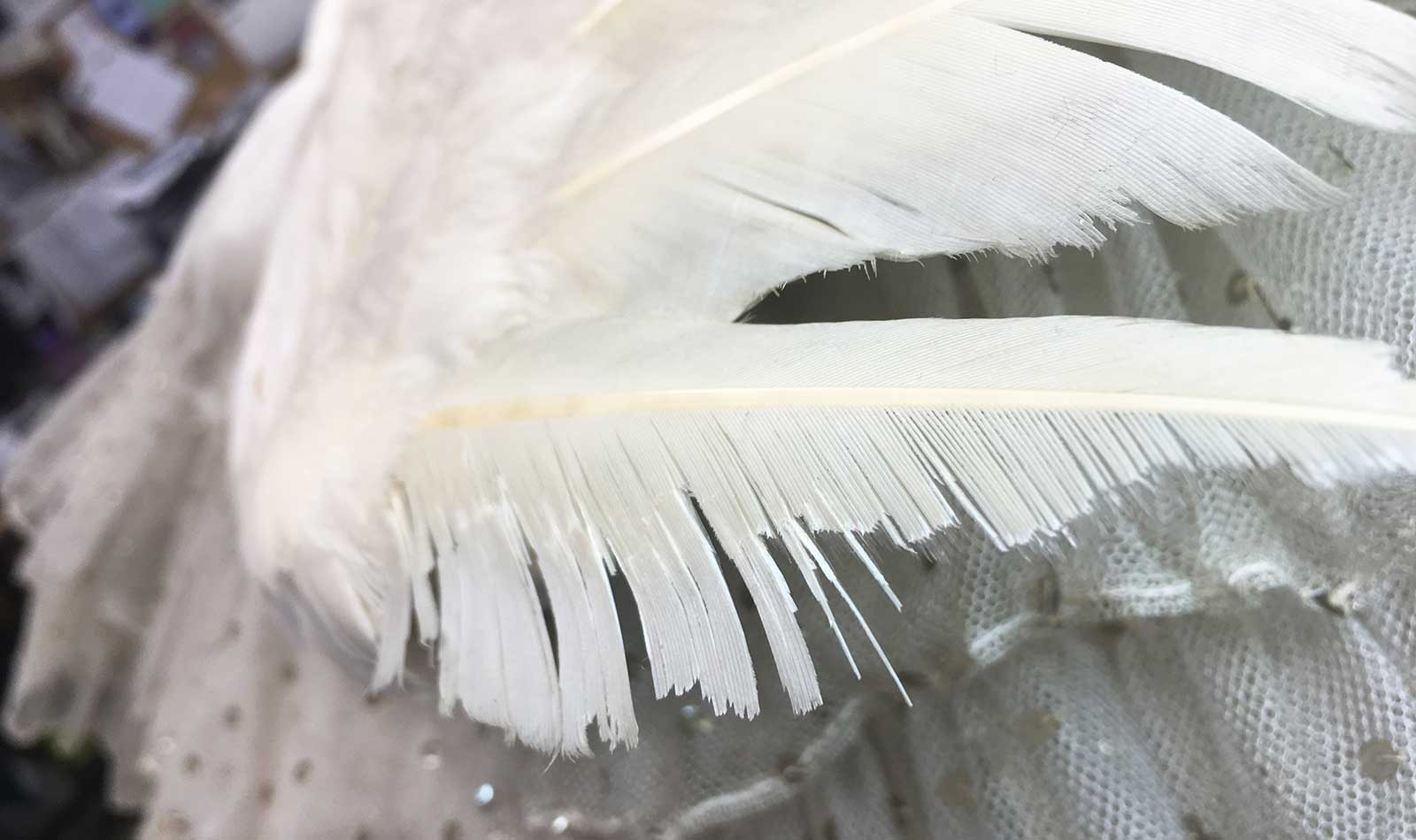 Large ‘wing’ feathers being humidified with dampened muslin.