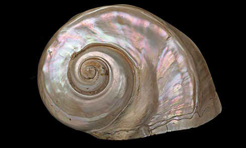 green-snail-shell.jpg