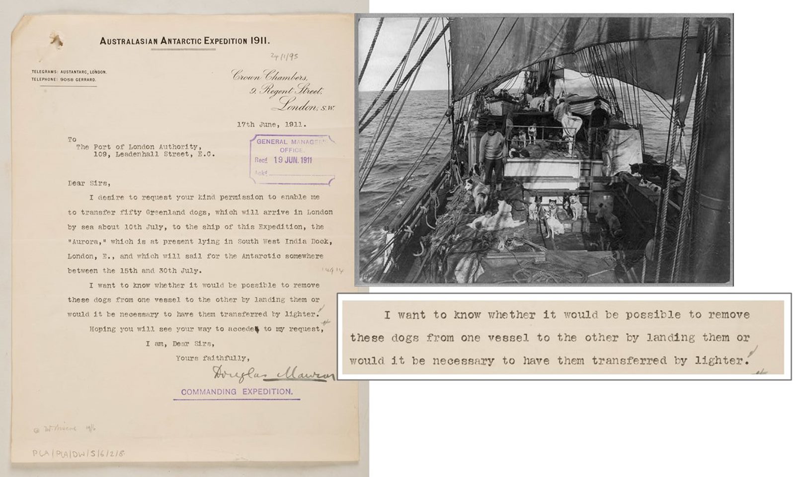 (left) A letter asking about transferring 50 Greenland dogs at the Port of London for the 1911 Aurora Expedition (ID no.: 2021-08-10_14-10_0083); and (top-right) sled dogs aboard the SS Terra Nova. (Courtesy: Library of Congress, LC-USZ62-42180 (b&w film copy neg.)) 