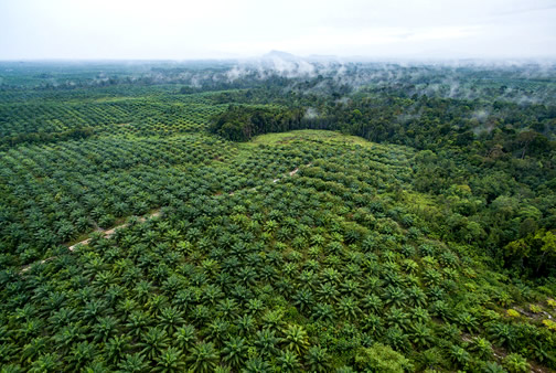 palm oil forest