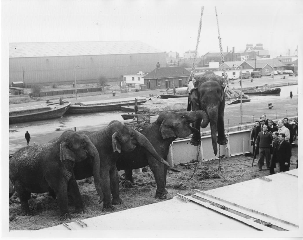 Elephants being loaded onto ships at South West India Dock, Port of London Authority Archive. (PLA/PLA/PM/6/2/17/14)