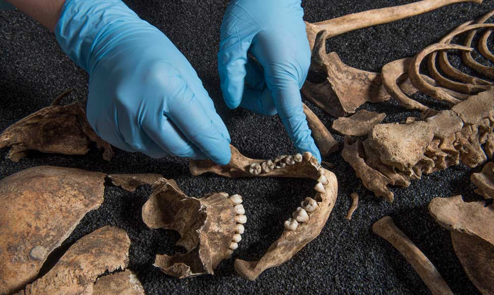 A curator in blue latex gloves touches a fragment of an extremely old human jaw.