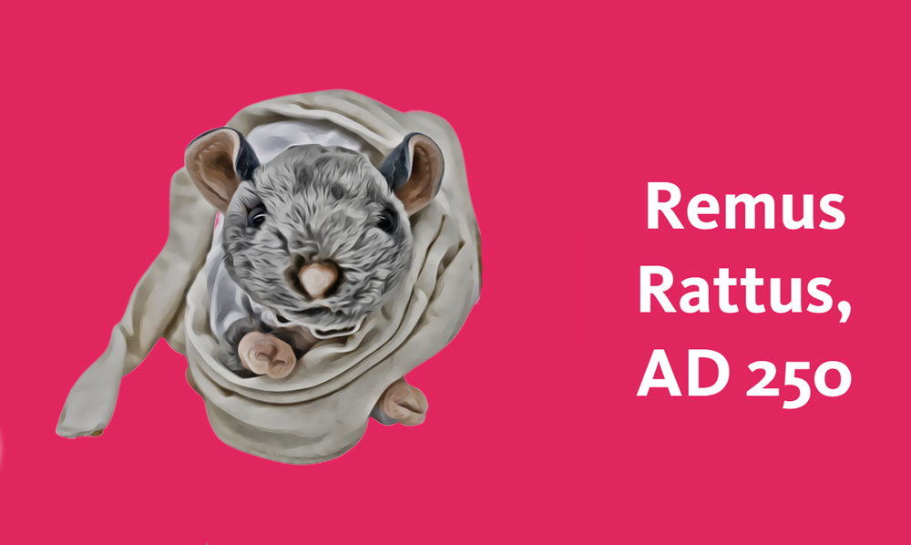 A cartoon rat in a toga besides the words 'Remus Rattus, AD 250'.