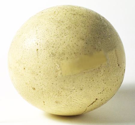 A very large glass ostrich’s egg. (ID no. DK88.116/831)