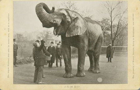 Photograph of Jumbo the Elephant, ZSL collection.