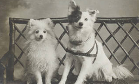 suffragette-dogs-panel.jpg