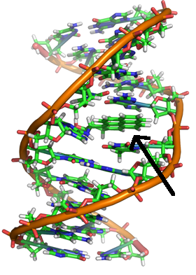 Segment of DNA bound to Benzopyrene