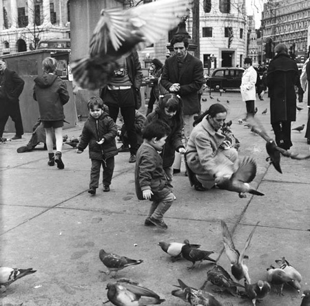 Henry Grant pigeons photo