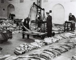 Workmen stack elephant tusks in a warehouse on the London Docks. Copyright PLA Archive/Museum of London.