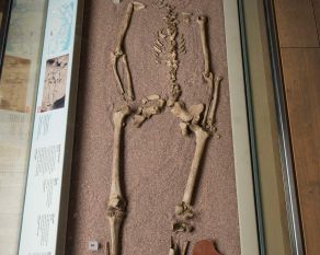 Skeleton of the Harper Road Woman, prehistoric inhabitant of the London area, in the London Before London gallery.